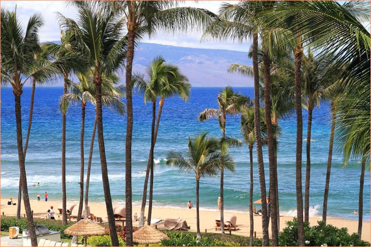 Sunny Hawaiian beach views from every window.